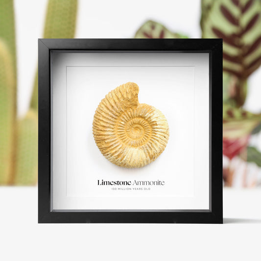 Limestone Ammonite