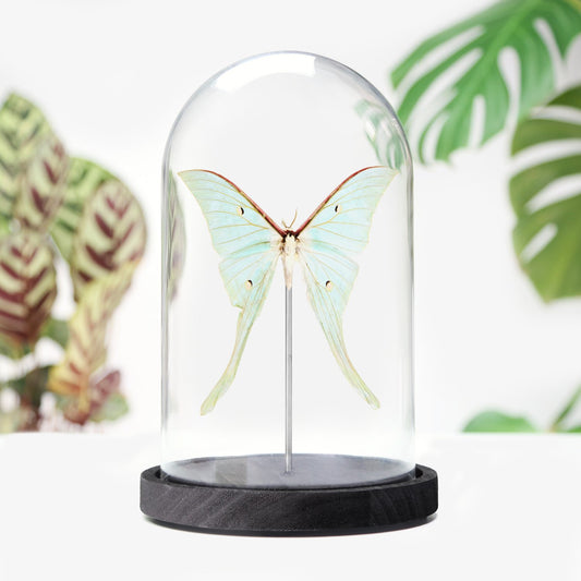 Luna Moth