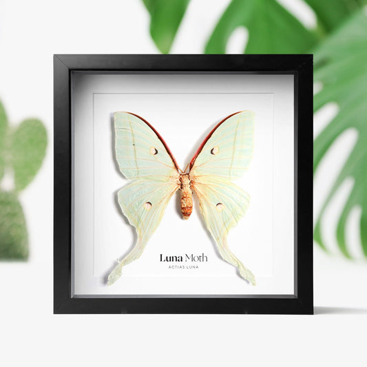 Luna Moth