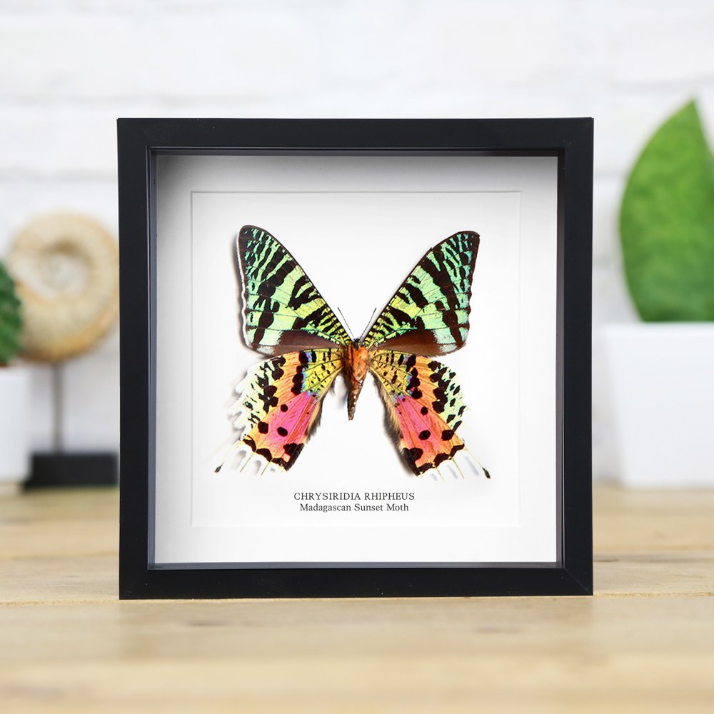 Madagascan Sunset Moth