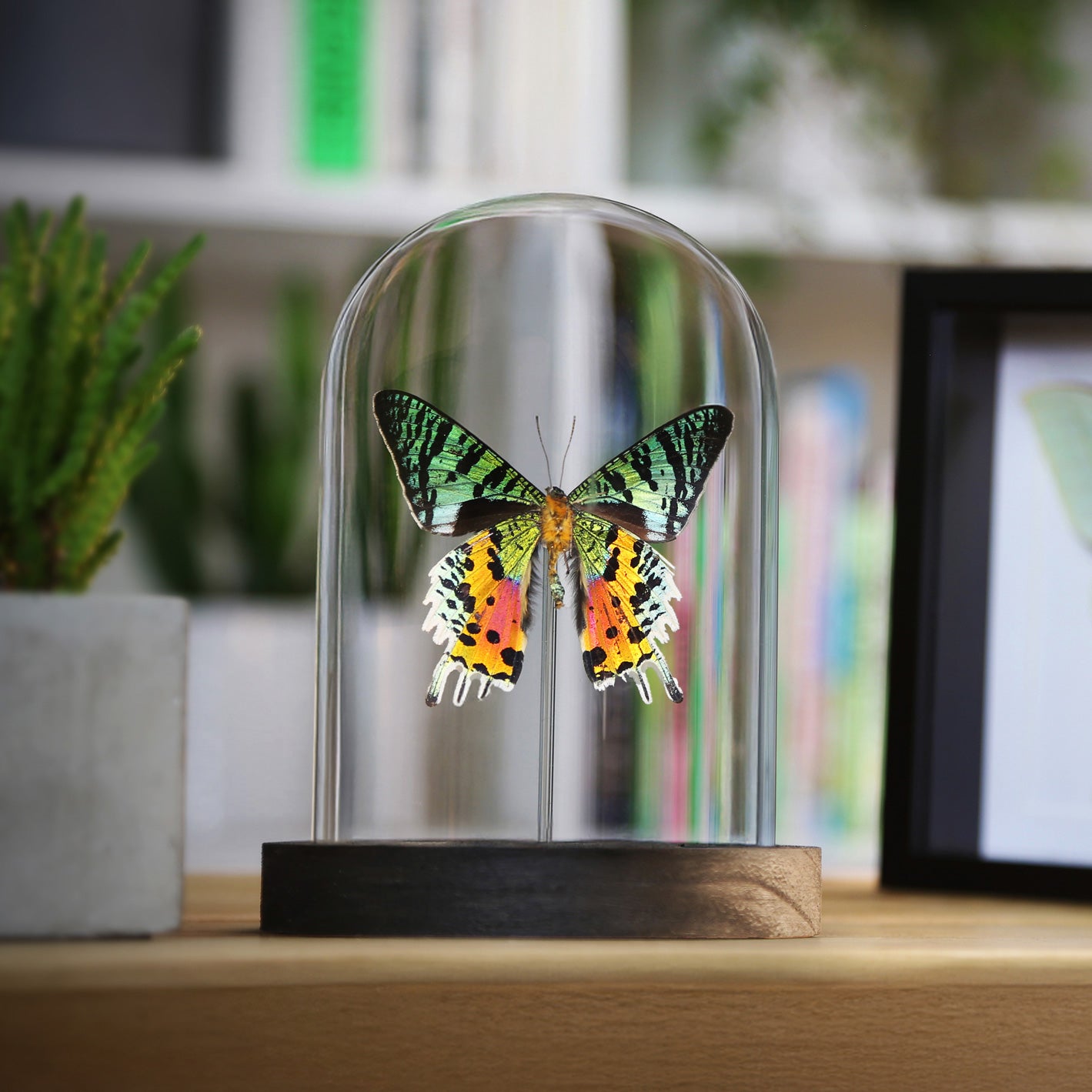 Madagascan Sunset Moth