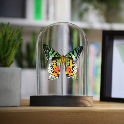Madagascan Sunset Moth