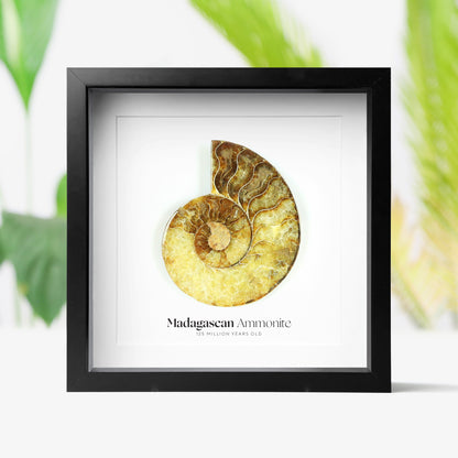 Madagascan Ammonite