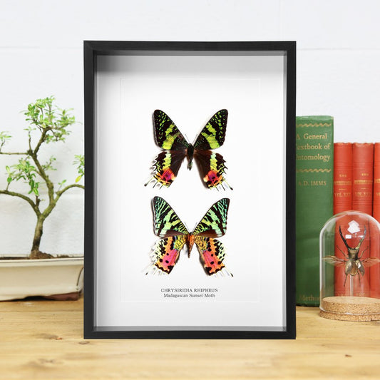 Madagascan Sunset Moth Collection
