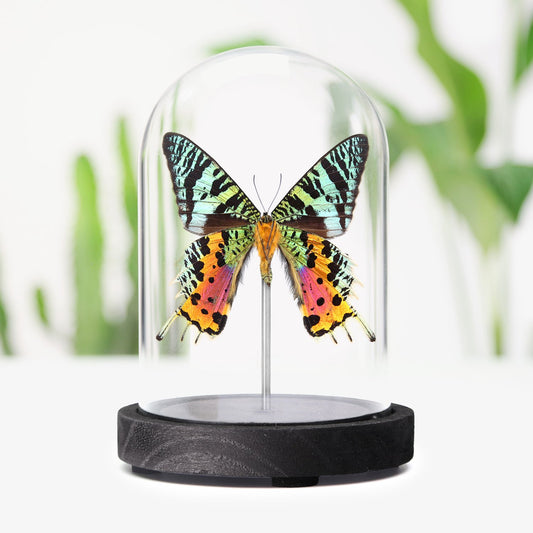 Madagascan Sunset Moth