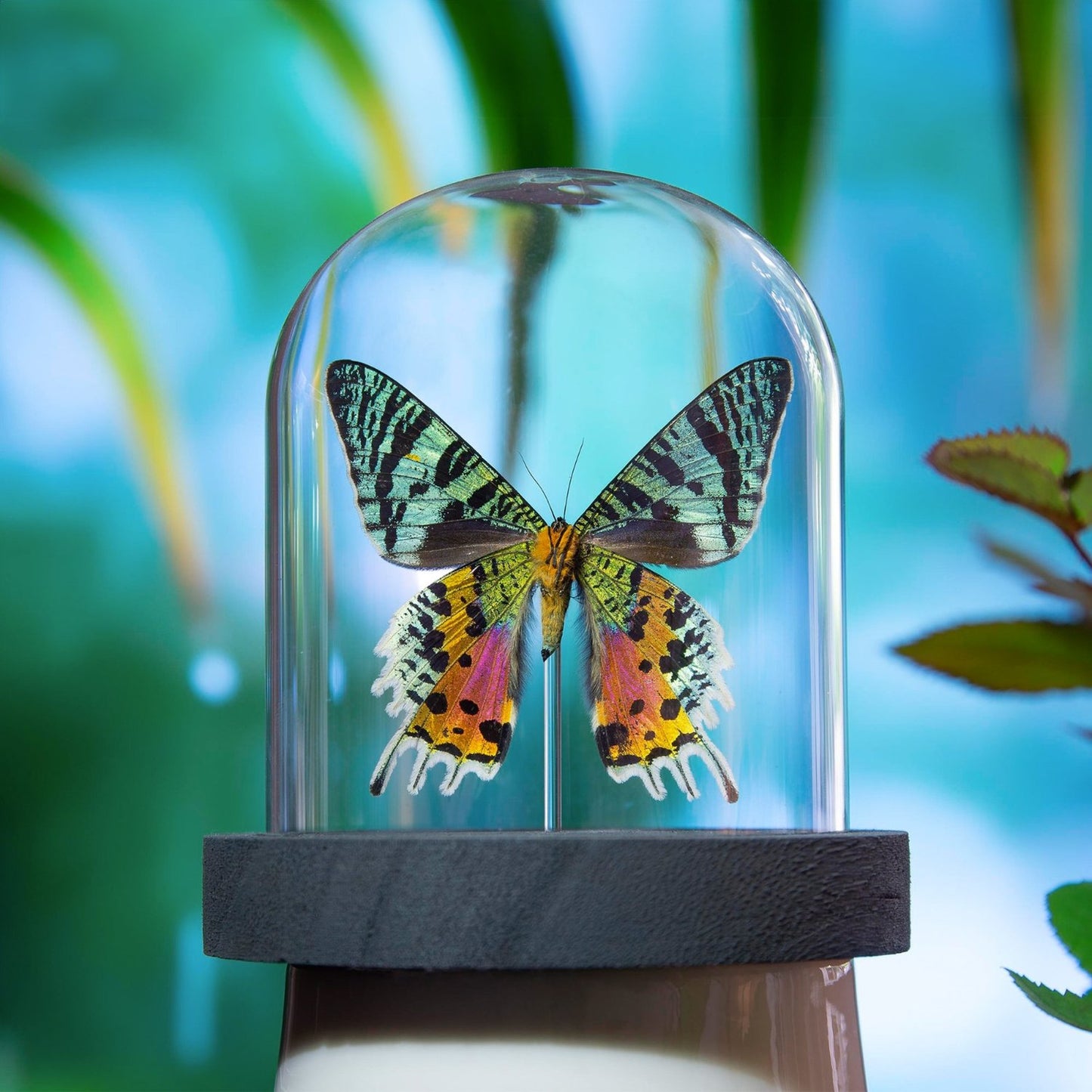 Madagascan Sunset Moth