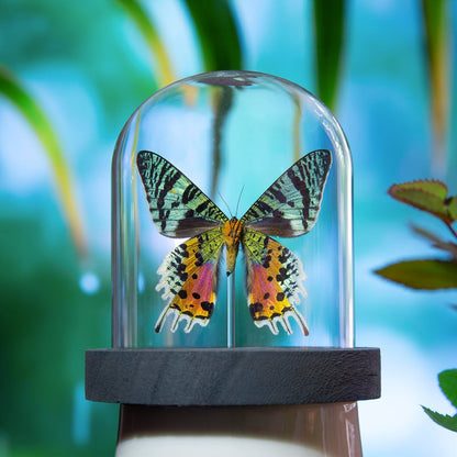 Madagascan Sunset Moth