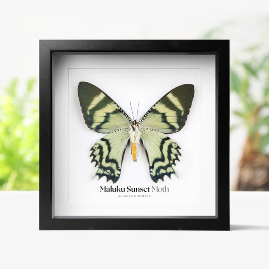 Maluku Sunset Moth
