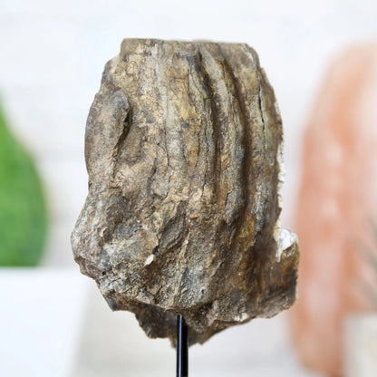 Woolly Mammoth Tooth