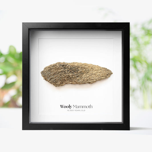Woolly Mammoth Bone