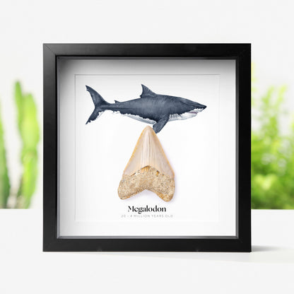 1-2" Megalodon Tooth