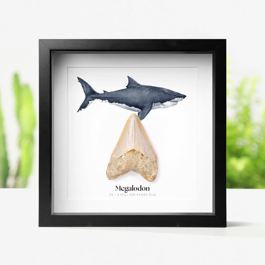 1-2" Megalodon Tooth