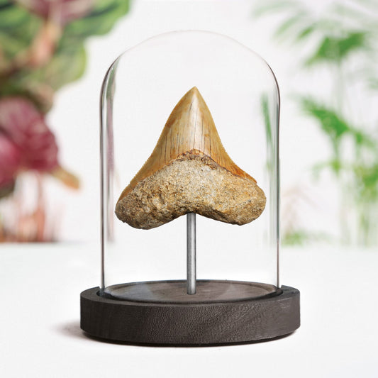 Megalodon Tooth