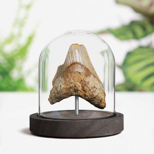 Megalodon Tooth Fragment