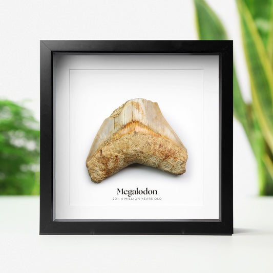 Megalodon Tooth Fragment