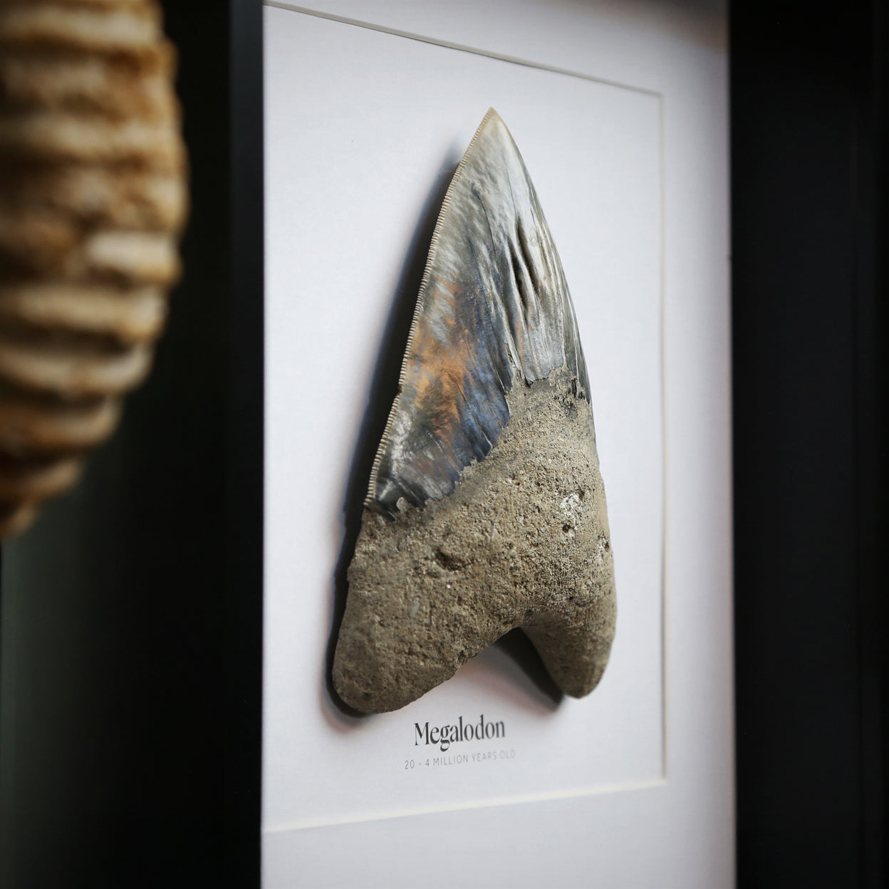 5-6" inch XL Megalodon Tooth