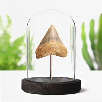 2-3" Megalodon Tooth