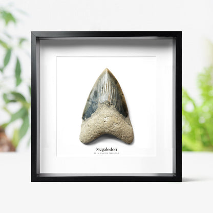 Large Megalodon Shark Tooth