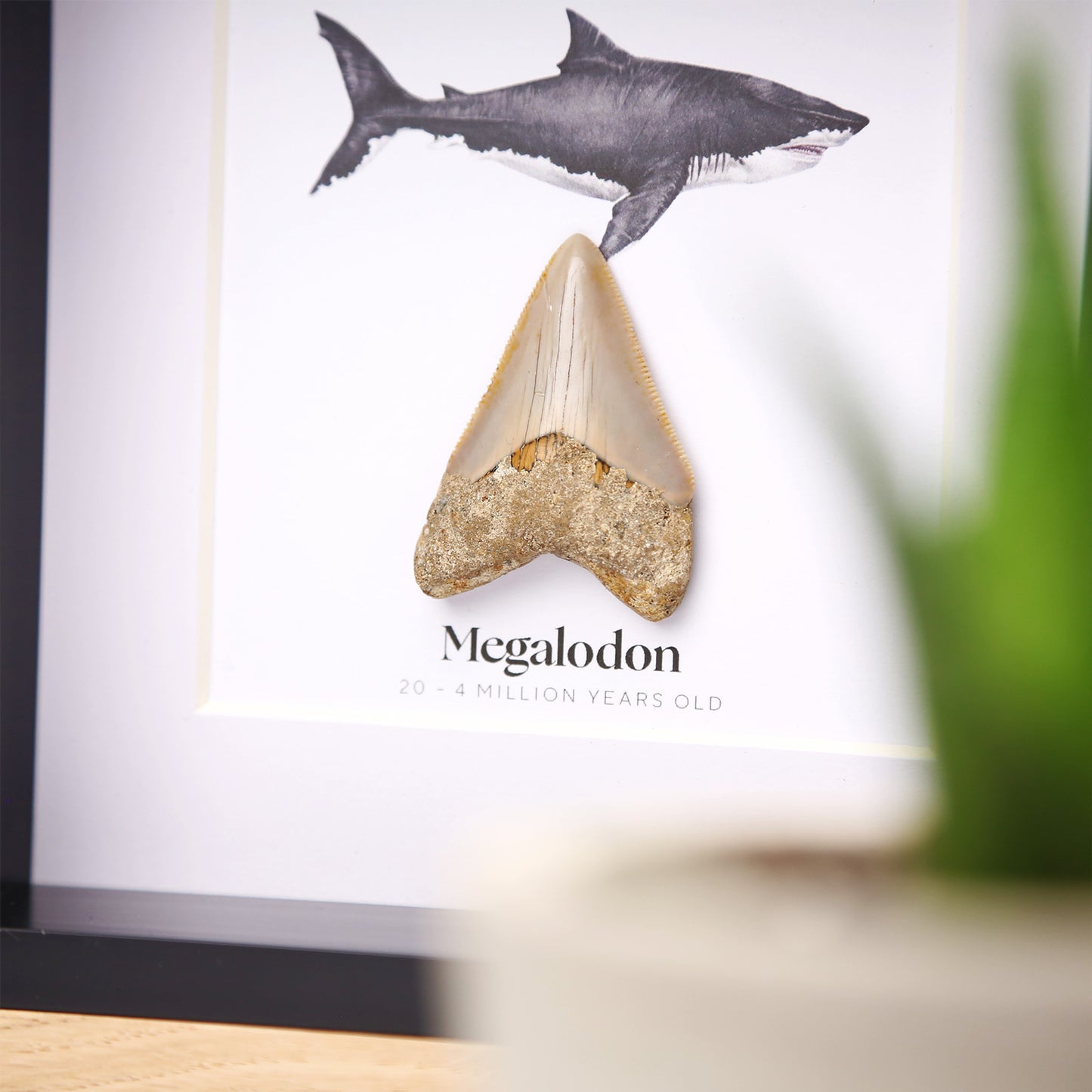1-2" Megalodon Tooth
