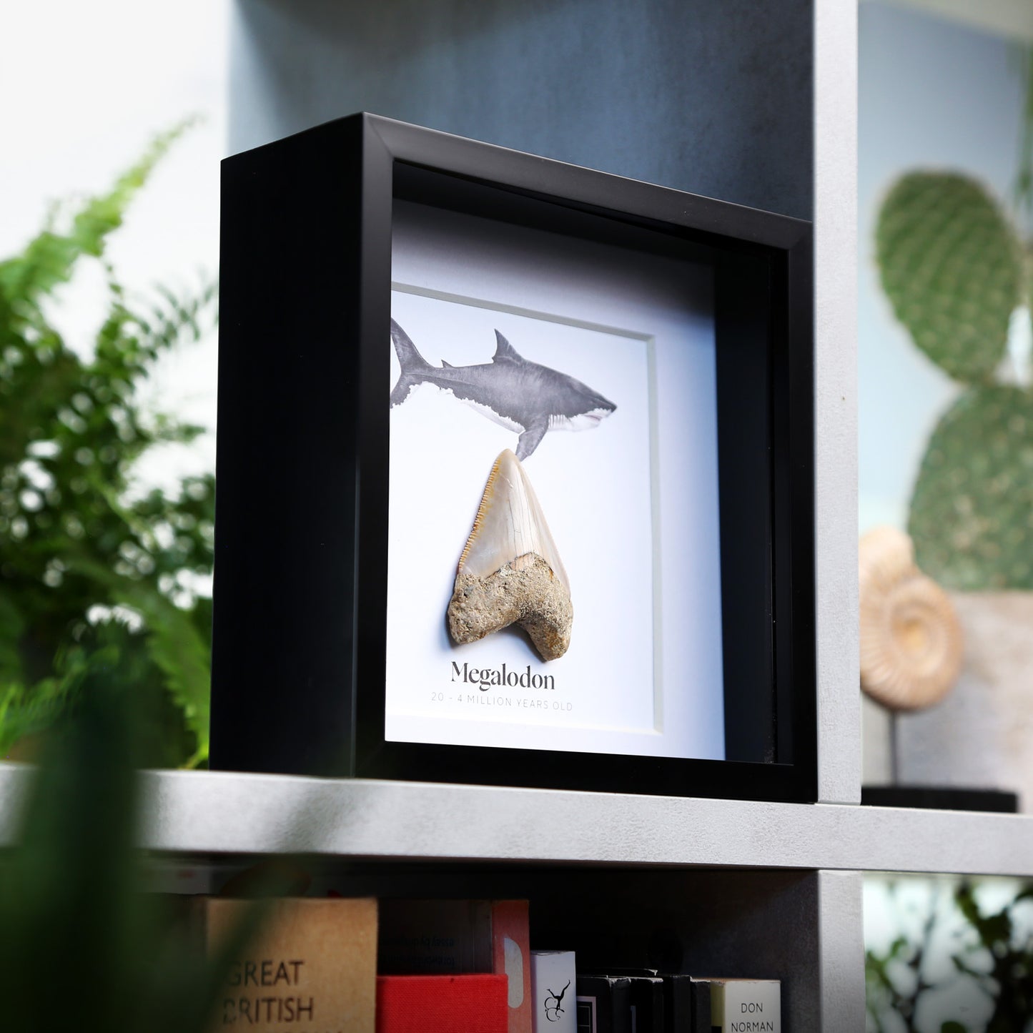 1-2" Megalodon Tooth