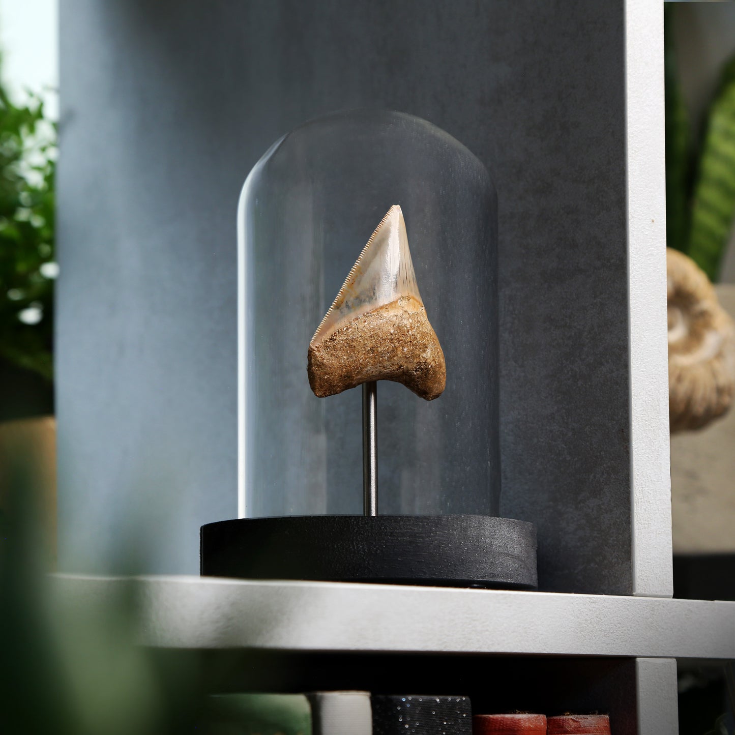 2-3" Megalodon Tooth