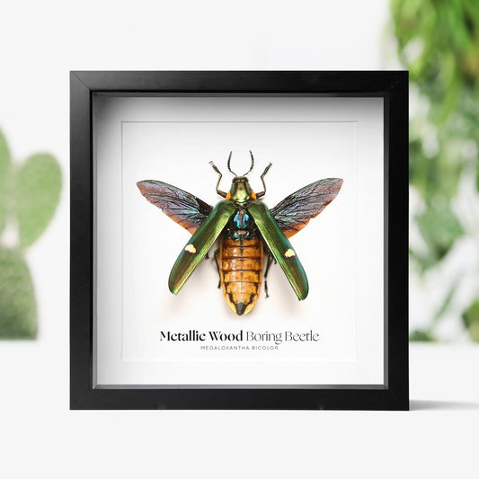 Metallic Wood Boring Beetle