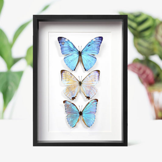 Morpho Collection