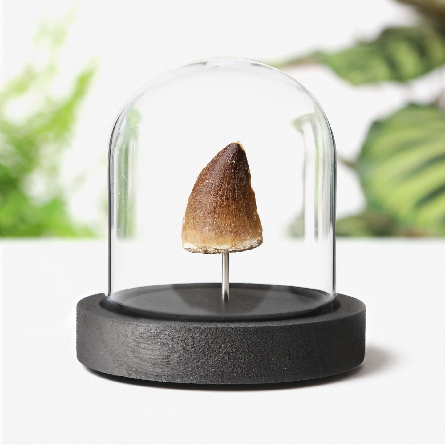 Mosasaurus Tooth