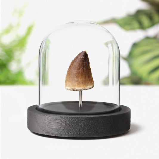 Mosasaurus Tooth
