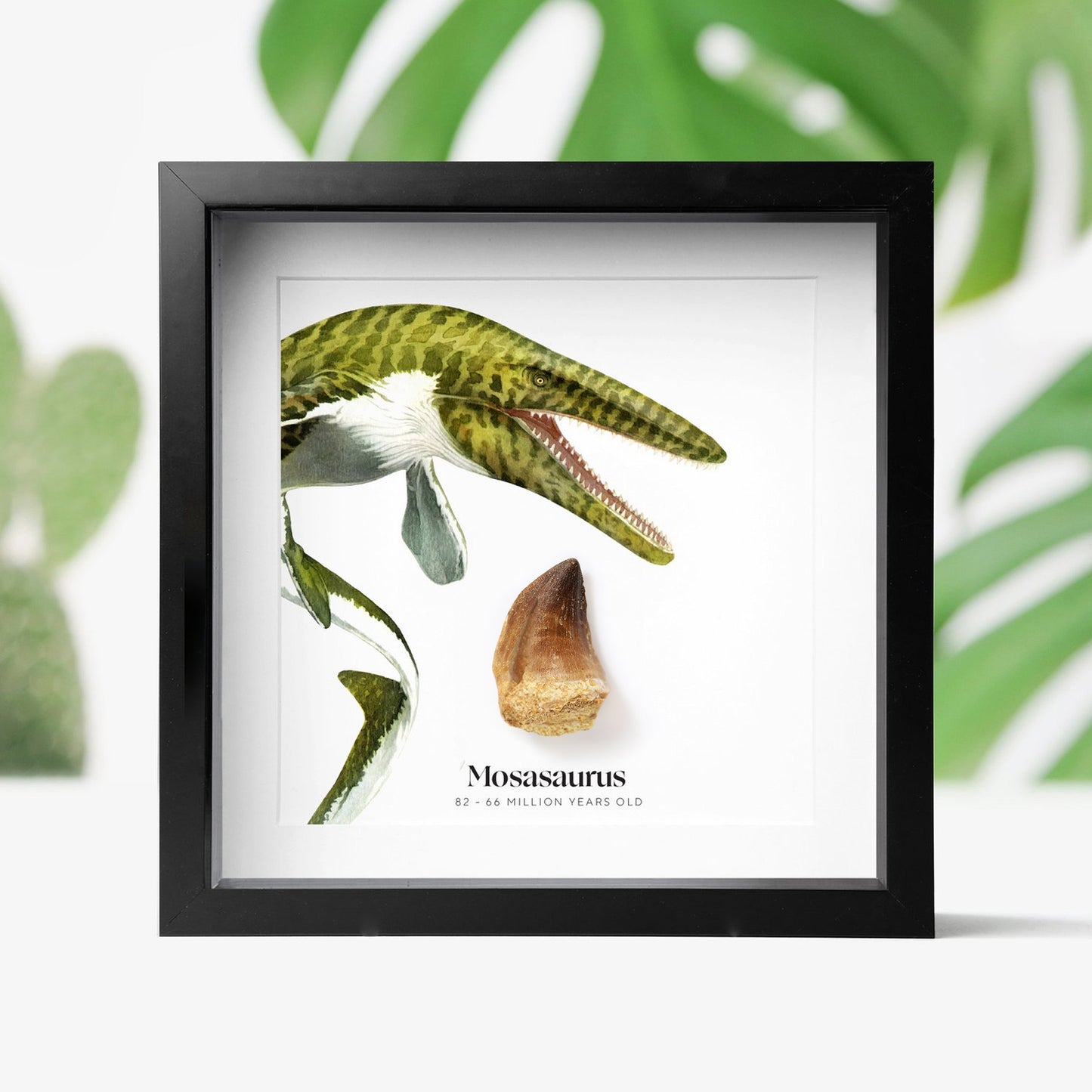 Mosasaurus Tooth
