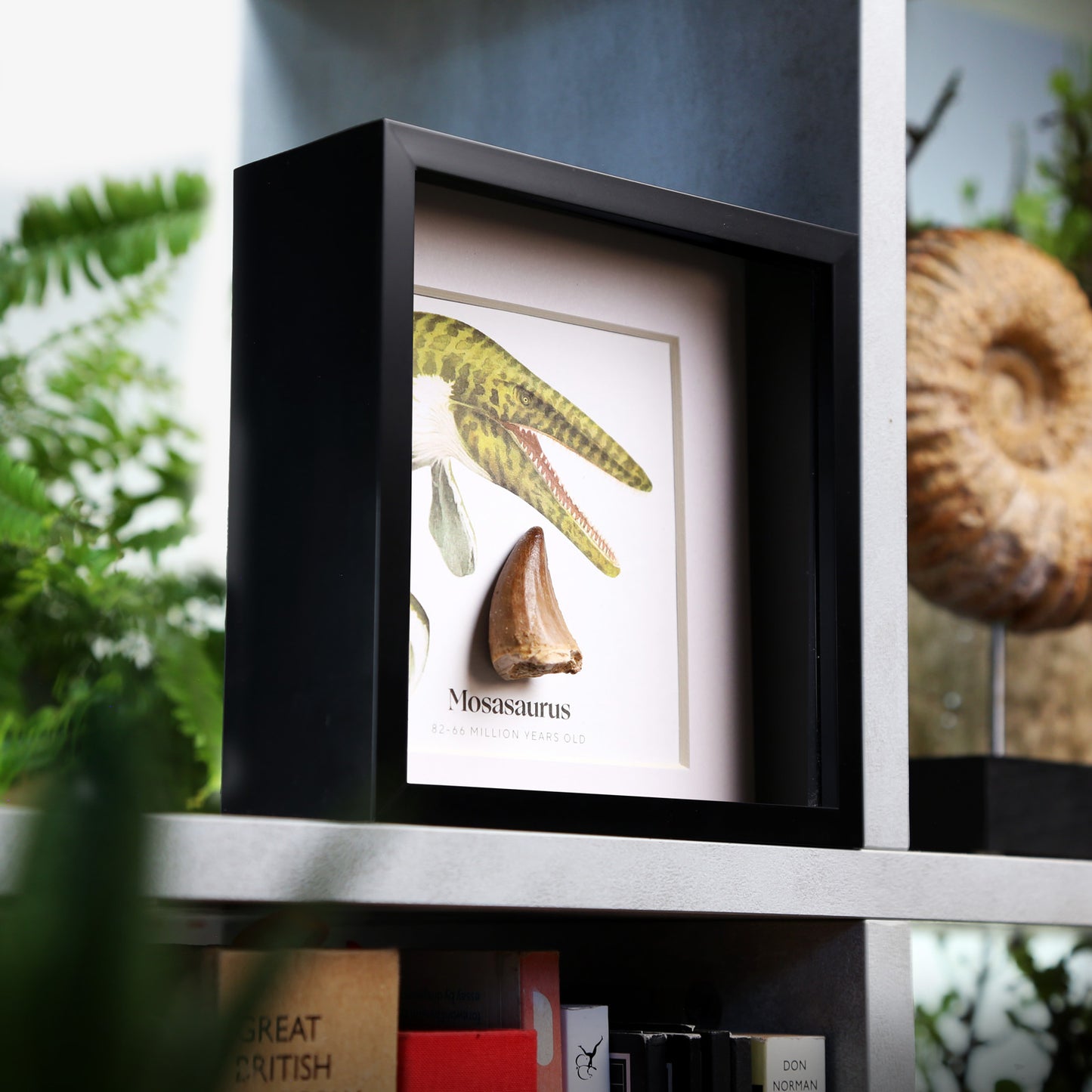 Mosasaurus Tooth