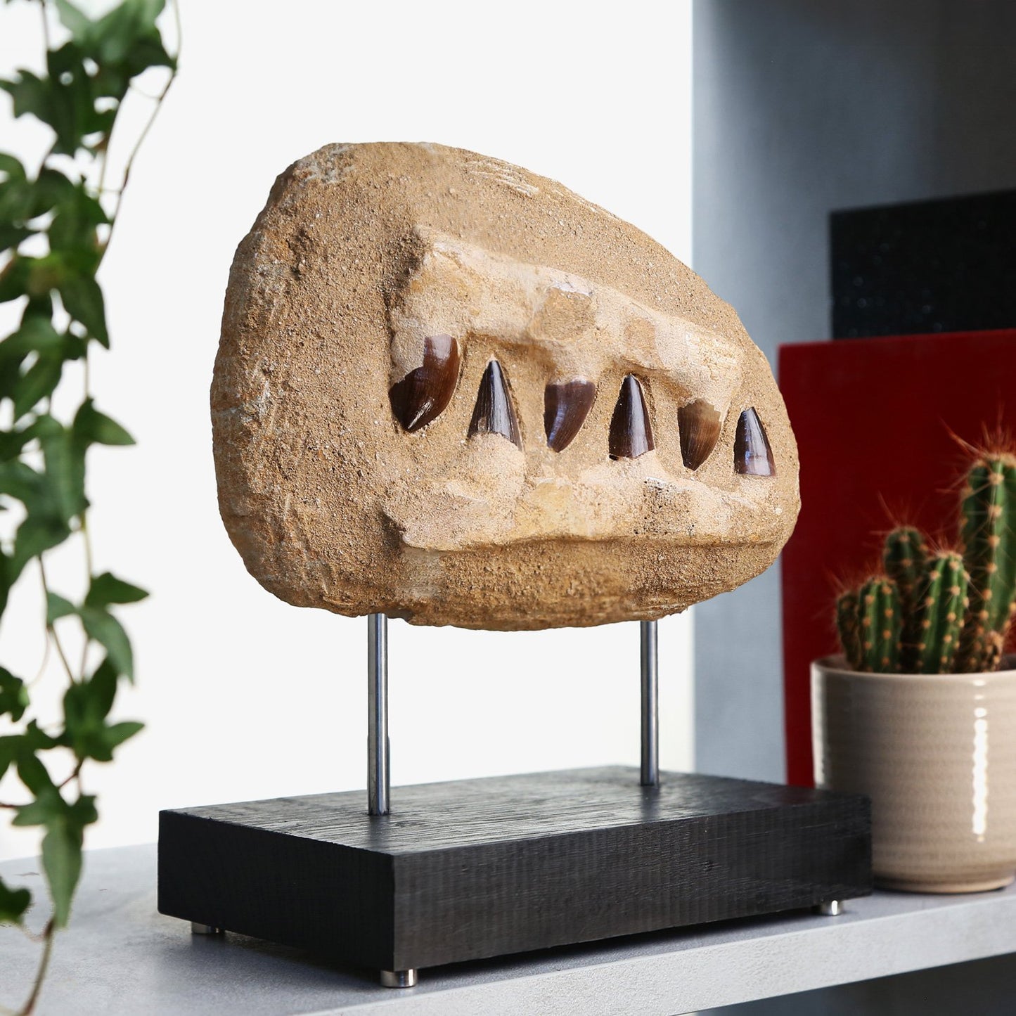 Mosasaur Composite Jaw Stand