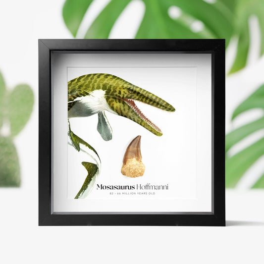 Mosasaurus Tooth