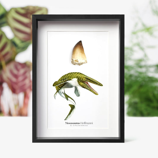 Mosasaur Tooth