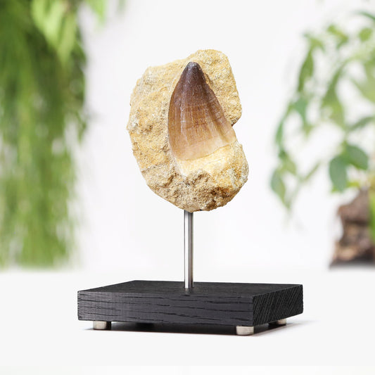 Mosasaur Tooth In Matrix