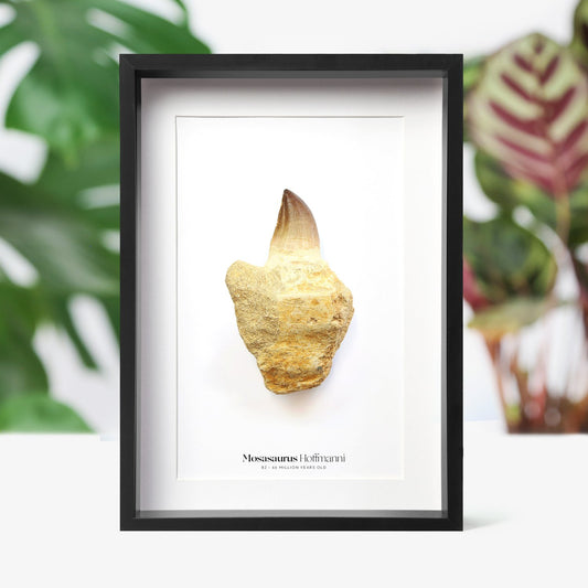 Mosasaur Tooth In Matrix