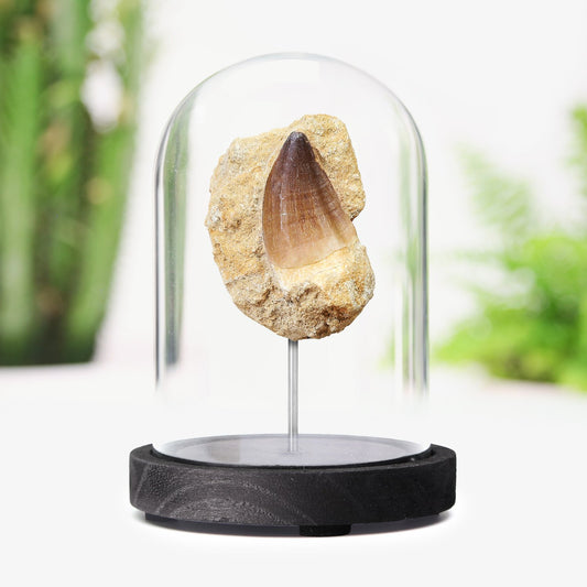 Mosasaur Tooth In Matrix