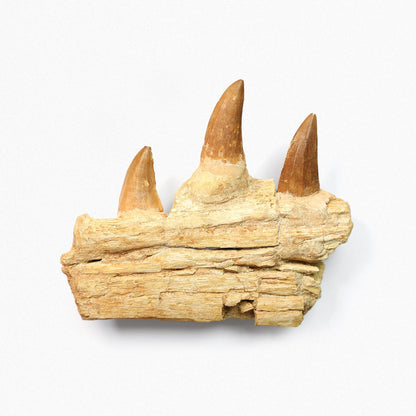Mosasaur Jaw