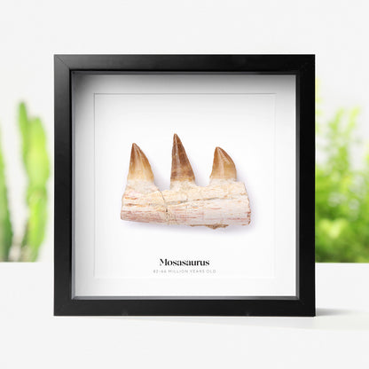 Mosasaur Jaw Section