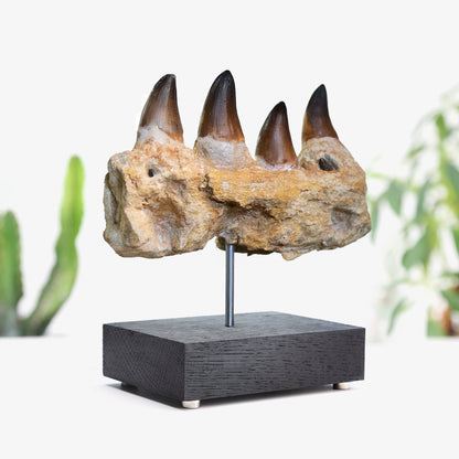 Mosasaur Jaw Section