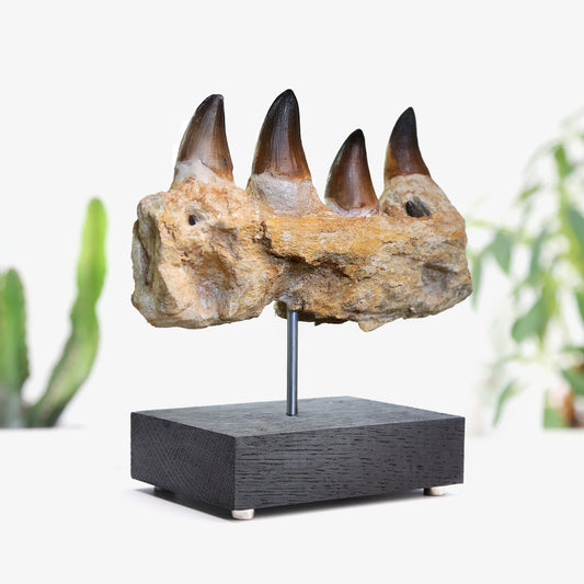 Mosasaur Jaw Section