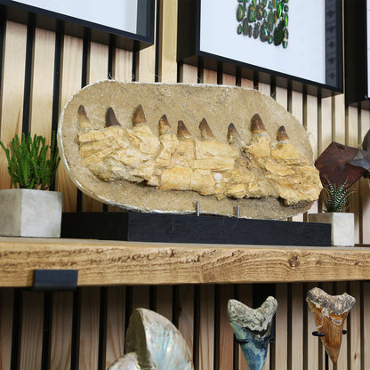 Mosasaur Jaw