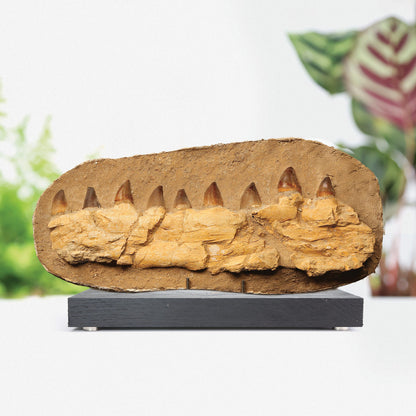 Mosasaur Jaw