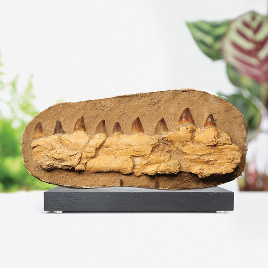 Mosasaur Jaw