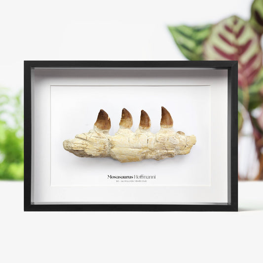 Mosasaur Jaw