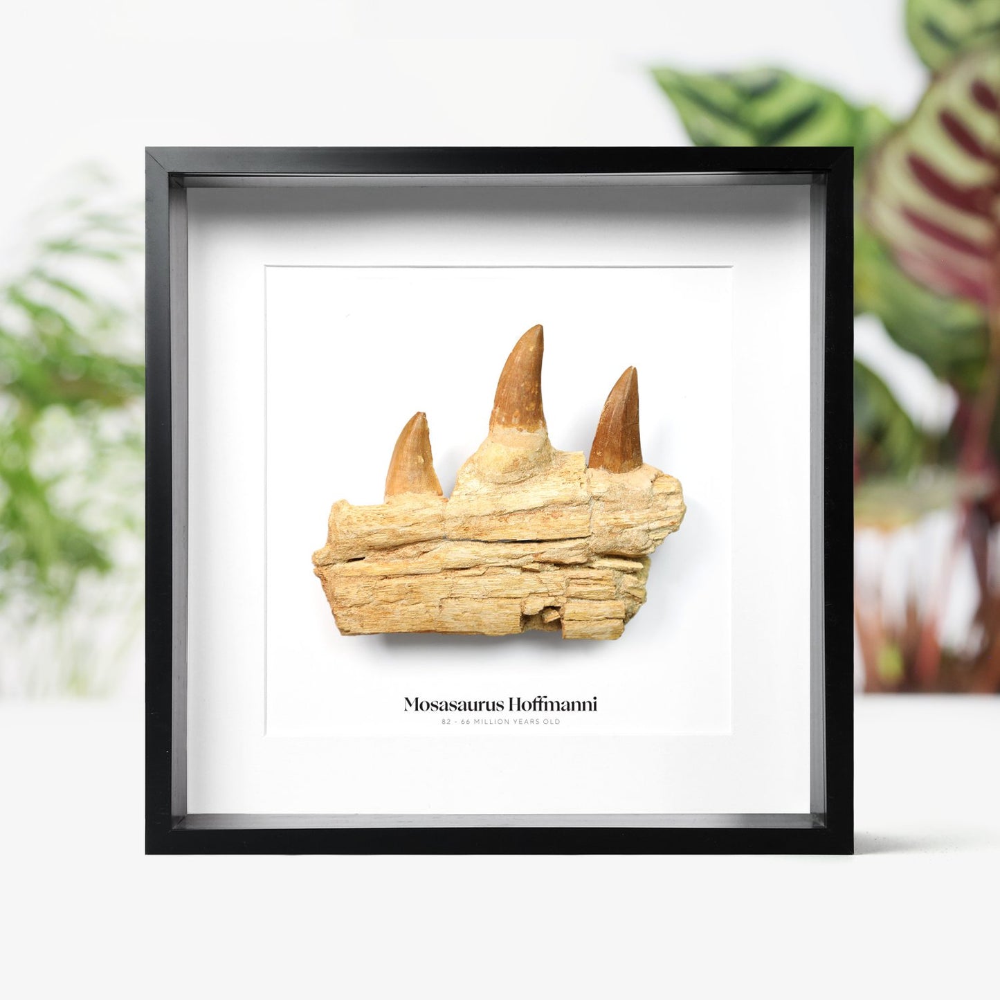 Mosasaur Jaw