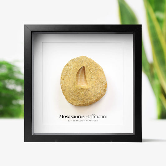 Mosasaur Tooth In Matrix