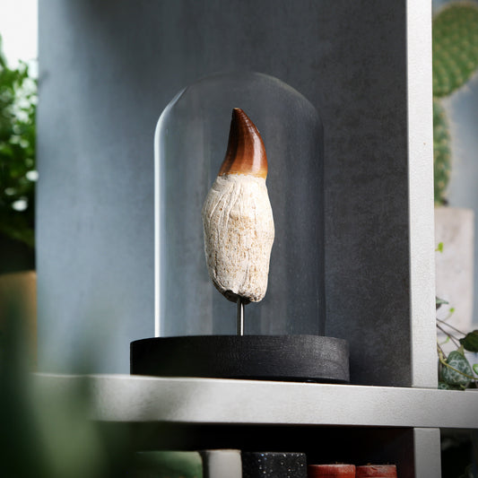 Mosasaur Tooth In Root Bone