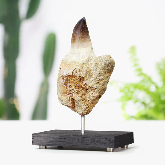 Mosasaur Tooth With Root Bone