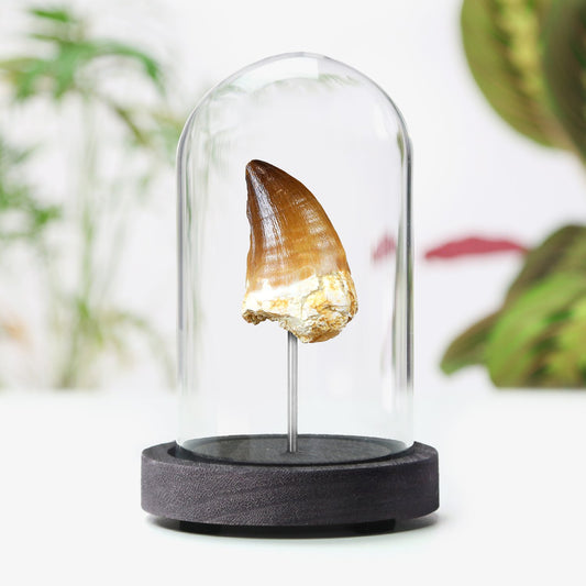Mosasaurus Tooth